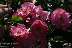 Fair Play ® rose photo