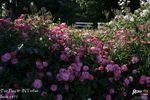 Fair Play ® rose photo