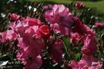 Fair Play ® rose photo