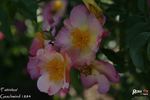 Fatinitza rose photo