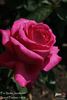 Fru Xenia Jacobsen rose photo