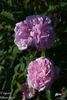 Fulgens rose photo