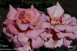 Fulgens rose photo