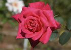 Nottingham Lady rose photo