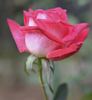 Nottingham Lady rose photo