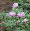 Cyd's Compassion rose photo