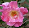 13068 First Kiss Seedling rose photo