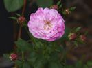 14060 Old Blush Seedling rose photo