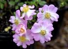 14040 La Marne Seedling rose photo