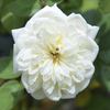 13131 Marie Van Houtte Seedling rose photo