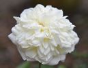 13131 Marie Van Houtte Seedling rose photo