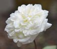 13131 Marie Van Houtte Seedling rose photo
