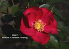 13007 Fashion Statement Seedling rose photo