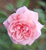 13126 Bow Bells Seedling rose photo