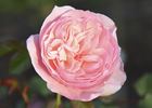 13126 Bow Bells Seedling rose photo