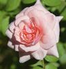 13126 Bow Bells Seedling rose photo
