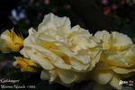 Goldregen rose photo
