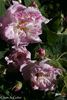 Gloire de Guilan rose photo