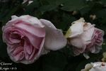 Glarona rose photo