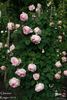 Glarona rose photo
