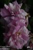 Georges Vibert rose photo