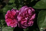 Géant des Batailles rose photo