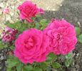 Avila 2012 ™ rose photo