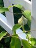 Diamantina clematis photo