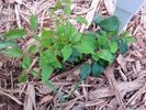 Diamantina clematis photo