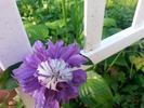 Diamantina clematis photo