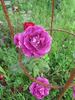 Kolo™ rose photo