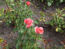 Arosia rose photo