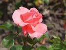 Arosia rose photo
