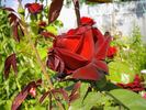 Norita ® rose photo