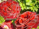 Norita ® rose photo