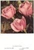 Lal rose photo