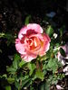 Strawberry Romance rose photo