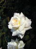 Delicate Lady rose photo