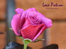 Love Potion ™ rose photo