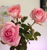 Classic Touch rose photo