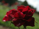 Bordeaux Mikado rose photo