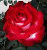 Dina Gee rose photo