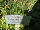 <i>Rosa kokanica</i> Regel ex Juz. rose photo