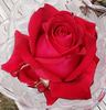 Carolina Pride rose photo