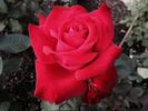 Carolina Pride rose photo