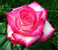 Desperado rose photo