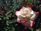 Sister Ruby rose photo