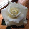 Randy Scott rose photo