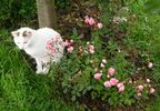 Andikó rose photo
