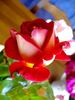 Macha Méril rose photo